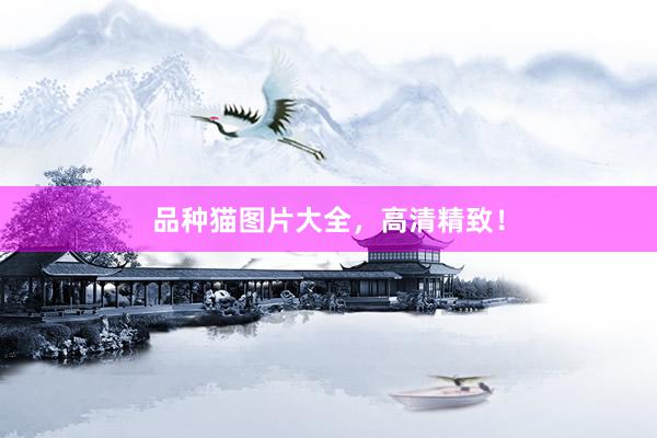 品种猫图片大全，高清精致！